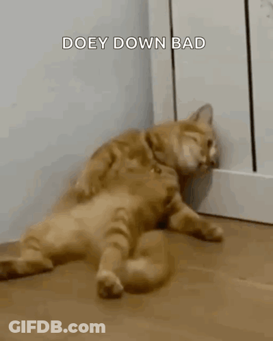 Cat Laying On Its Back On Floor GIF