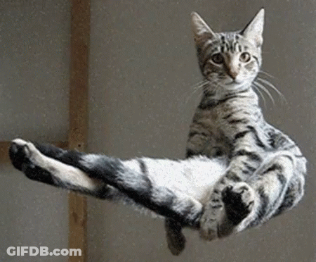 Cat Laying On Its Back On Glass GIF