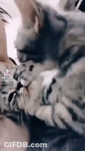 Cat Laying On Lap Looking At Camera GIF