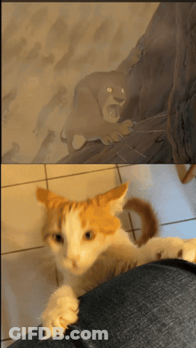 Cat Laying On Lap Next To Lion King Picture GIF