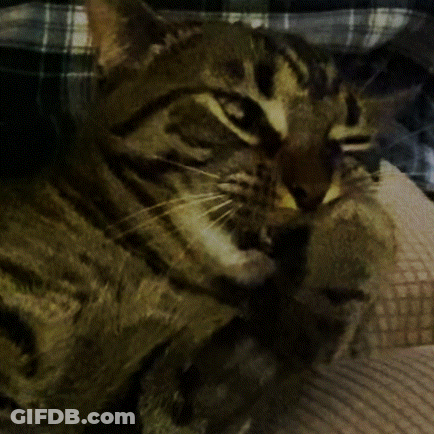 Cat Laying On Lap With Plaid Shirt GIF
