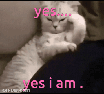 Cat Laying On Lap With Yes I Am GIF