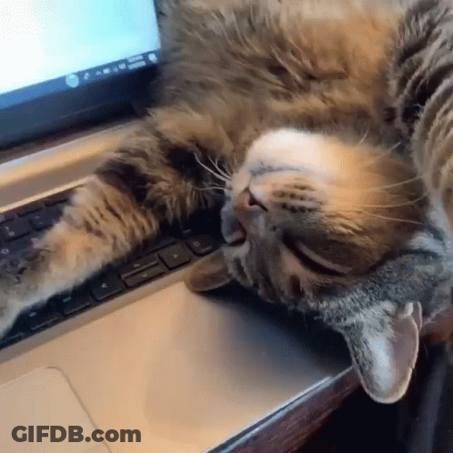 Cat Laying On Laptop Keyboard GIF