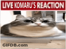 Cat Laying On Laptop Live Komaru's Reaction GIF