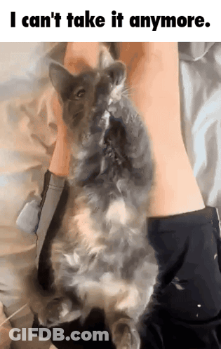 Cat Laying On Leg Saying I Can't Take It Anymore GIF