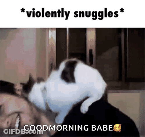 Cat Laying On Man's Head Violently Snuggles GIF