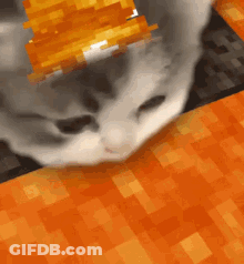 Cat Laying On Orange Carpet GIF