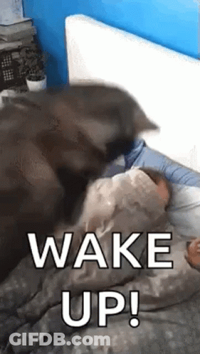Cat Laying On Person In Bed Saying Wake Up GIF