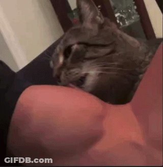 Cat Laying On Person's Arm Licking Them GIF