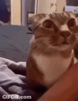 Cat Laying On Person's Lap GIF