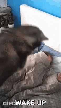 Cat Laying On Person Saying Wake Up GIF