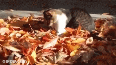 Cat Laying On Pile Of Leaves GIF