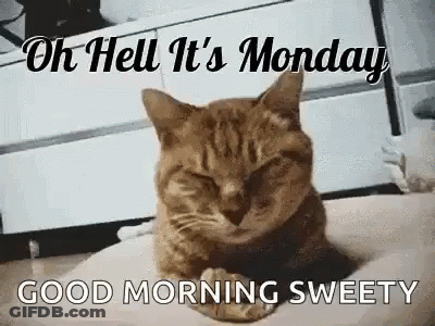 Cat Laying On Pillow Good Morning Sweety GIF