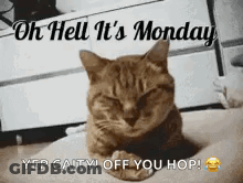 Cat Laying On Pillow Saying Oh Hell It's Monday GIF