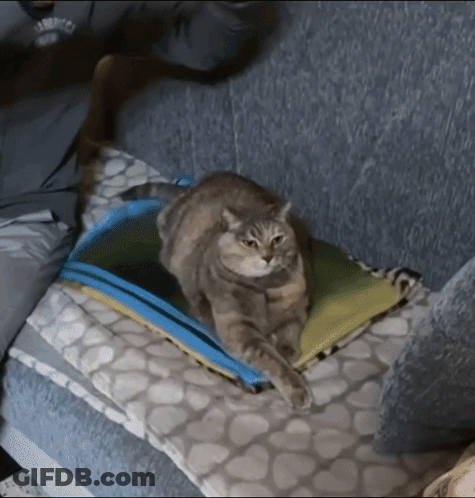 Cat Laying On Pillow Wearing San Francisco Shirt GIF