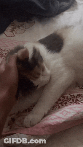 Cat Laying On Pink Blanket GIF