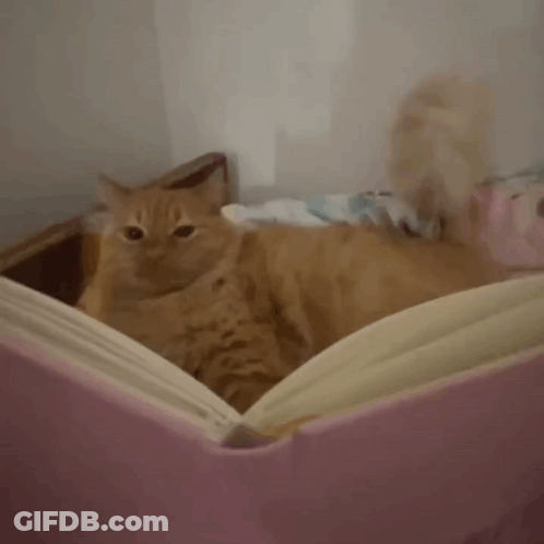 Cat Laying On Pink Couch Looking Out Window GIF