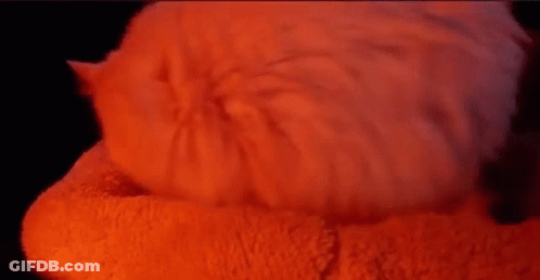 Cat Laying On Red Blanket GIF