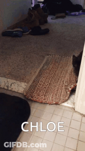 Cat Laying On Rug With Name Chloe GIF