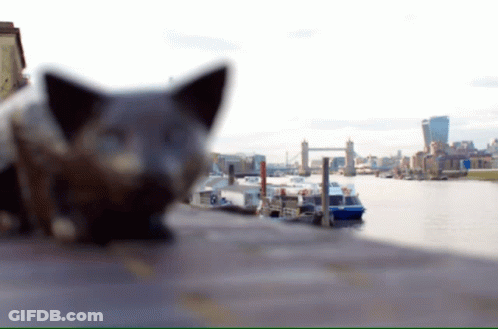 Cat Laying On Sidewalk With City GIF