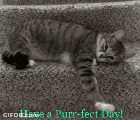 Cat Laying On Staircase Have A Purr-Fect Day GIF