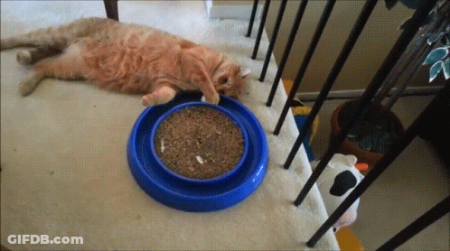 Cat Laying On Staircase Next To Blue Bowl Of Food GIF