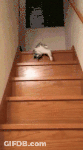 Cat Laying On Stairs GIF