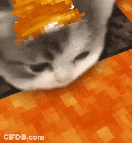 Cat Laying On Table GIF