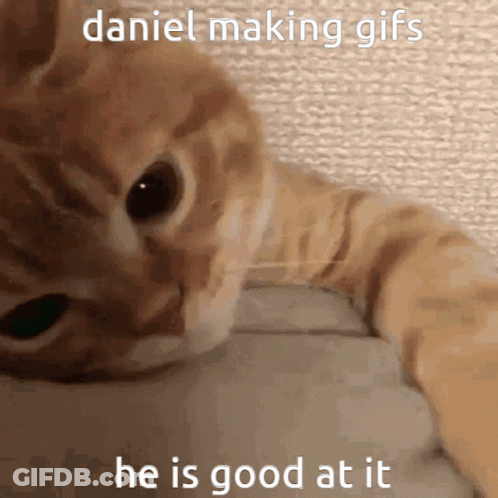 Cat Laying On Table Daniel Making GIF
