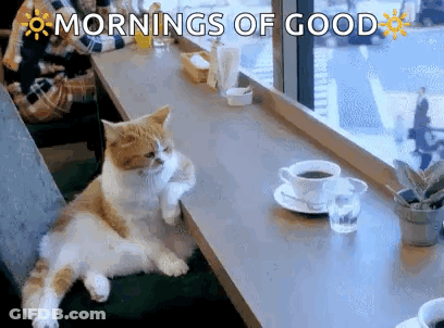 Cat Laying On Table With Coffee And Glass Of Water GIF