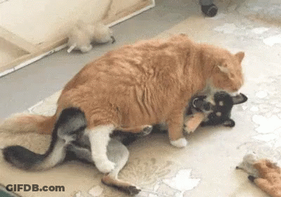 Cat Laying On Top Of Dog On Rug GIF