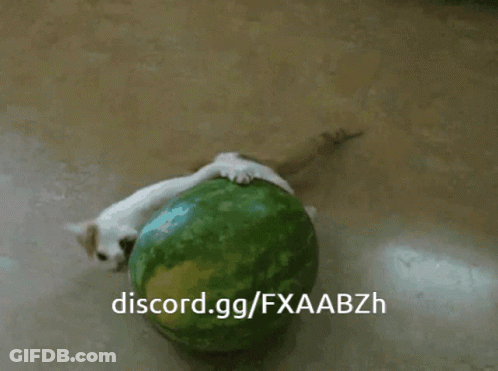 Cat Laying On Watermelon Discord.gg/Fxaabzh GIF