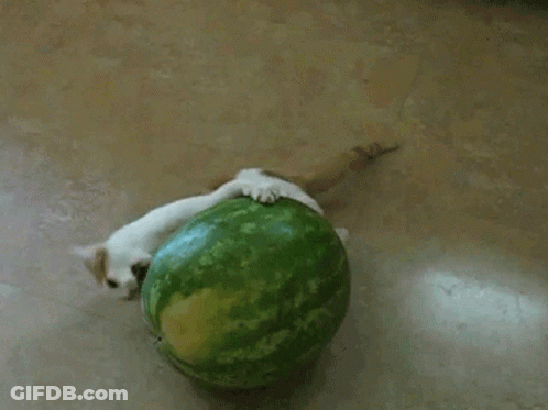 Cat Laying On Watermelon GIF