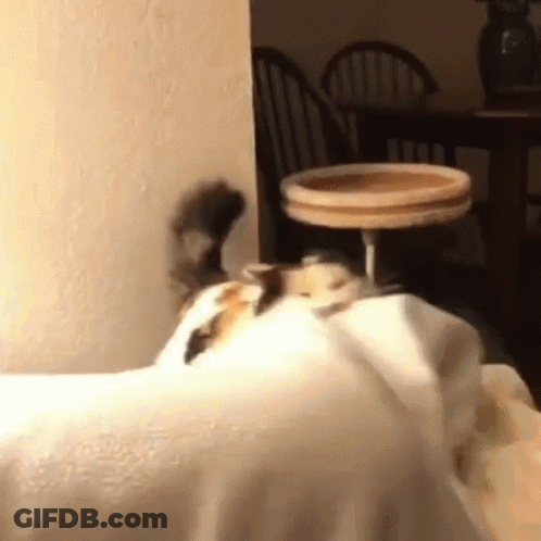 Cat Laying On White Blanket GIF