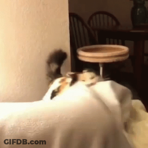 Cat Laying On White Cloth GIF