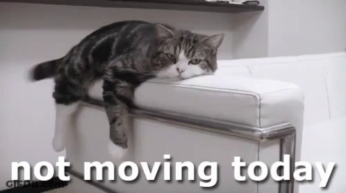 Cat Laying On White Couch Not Moving Today GIF