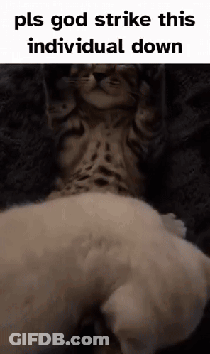 Cat Laying On White Dog Saying Pls God Strike This Individual Down GIF