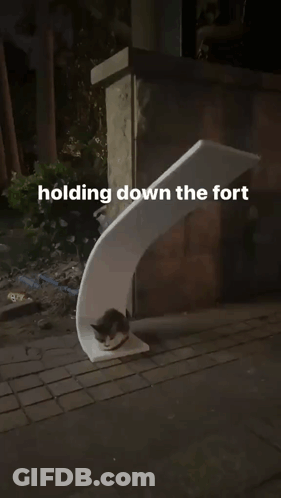 Cat Laying On White Sculpture Holding Down The Fort GIF