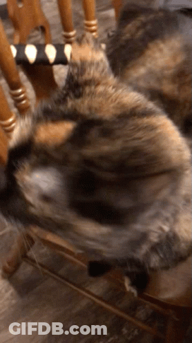 Cat Laying On Wooden Chair With Striped Cushion GIF