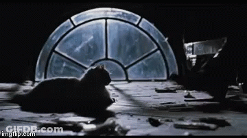 Cat Laying On Wooden Floor In Front Of Stained Glass Window GIF