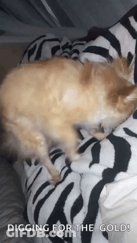 Cat Laying On Zebra Print Blanket GIF