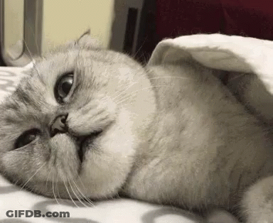Cat Laying Under Blanket Eyes Closed GIF