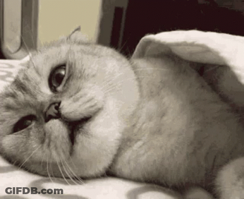 Cat Laying Under Blanket Eyes Closed GIF