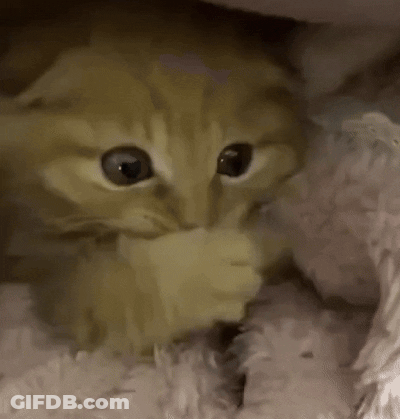 Cat Laying Under Blanket On Bed GIF