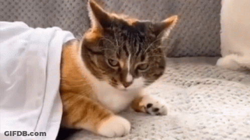 Cat Laying Under Blanket On Couch GIF
