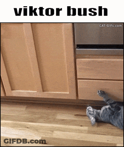 Cat Laying Under Cabinet With Viktor Bush Name GIF