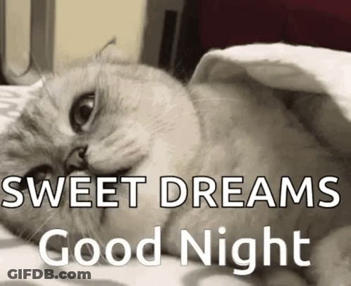 Cat Laying Under Sweet Dreams Blanket GIF