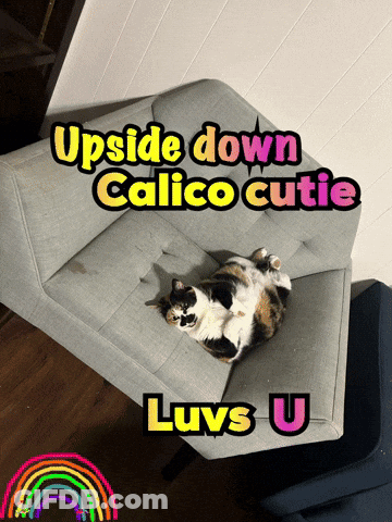 Cat Laying Upside Down Calico Cutie Luvs U GIF