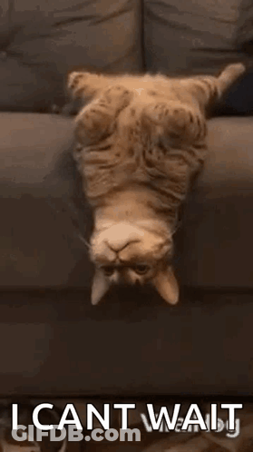 Cat Laying Upside Down On Couch Saying I Can't Wait GIF