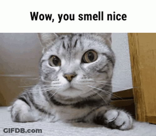 Cat Laying Wow You Smell Nice GIF